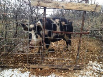 Hunting for Food Image